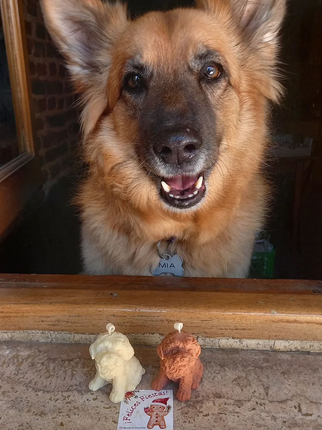Vela Perrito